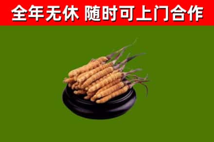 秀屿区烟酒回收冬虫夏草.jpg